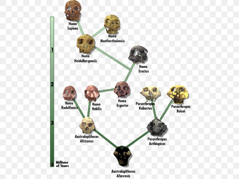 Neanderthal Human Evolution Diagram Chart, PNG, 500x616px, Neanderthal, Chart, Common Descent, Diagram, Evolution Download Free