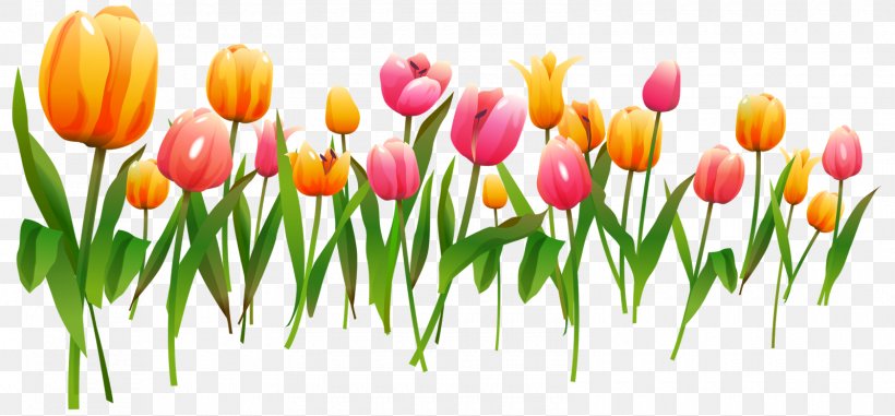 Tulip Flower Clip Art, PNG, 1600x744px, Tulip, Bud, Cut Flowers, Description, Floristry Download Free