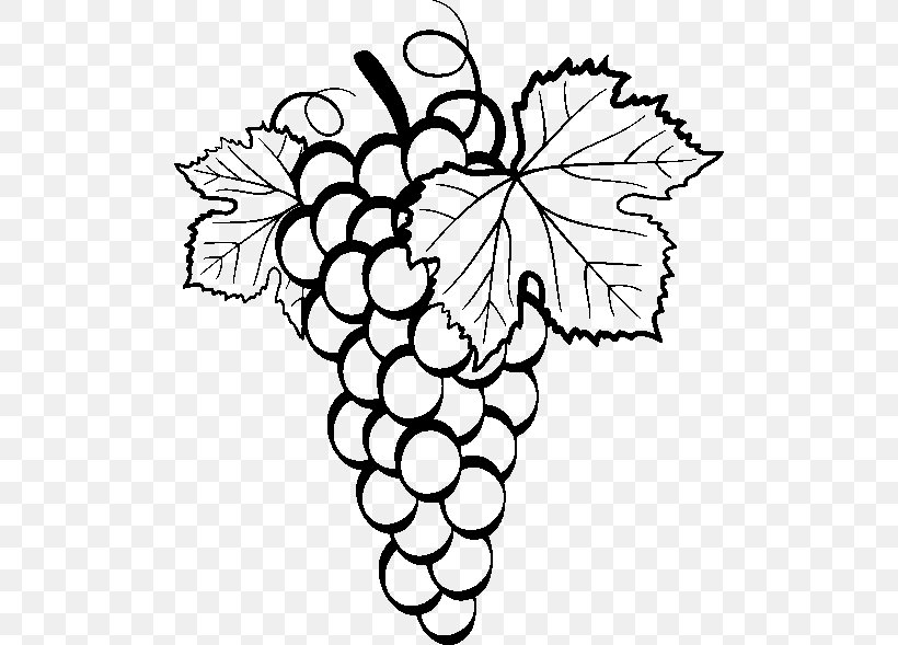 Common Grape Vine Drawing Clip Art, PNG, 502x589px, Common Grape Vine, Art, Black And White, Coloring Book, Drawing Download Free