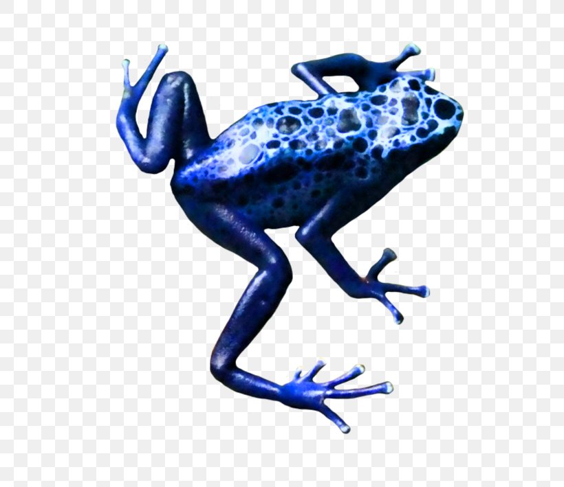 Toad True Frog Tree Frog Blue Poison Dart Frog, PNG, 677x709px, Toad, Amphibian, Blue Poison Dart Frog, Cobalt Blue, Crazy Frog Download Free