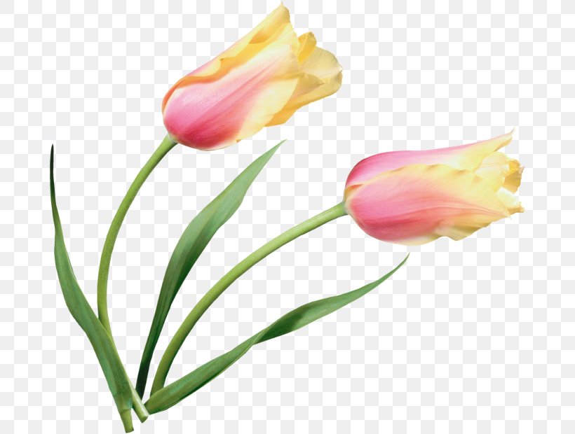 Tulip Petal Cut Flowers Clip Art, PNG, 680x620px, Tulip, Animaatio, Bud, Cut Flowers, Depositfiles Download Free