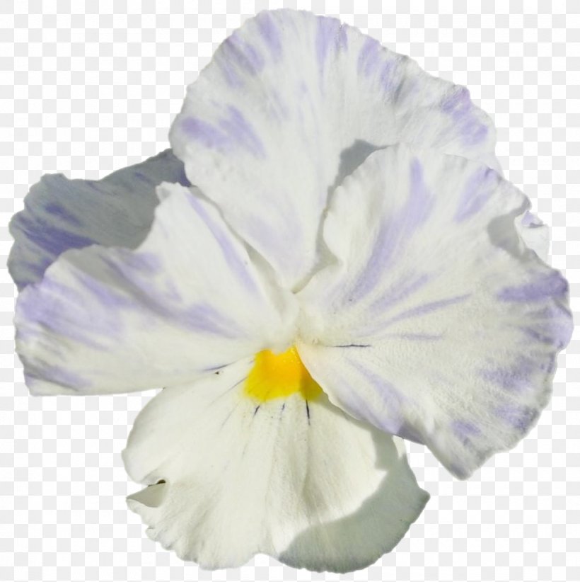Pansy Morning Glory, PNG, 1060x1063px, Pansy, Flower, Flowering Plant, Iris, Iris Family Download Free