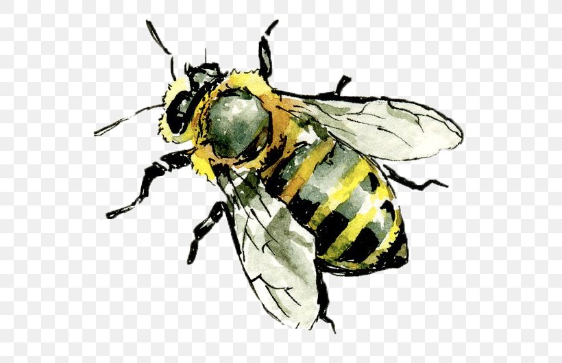Western Honey Bee Hornet Insect Worker Bee, PNG, 637x530px, Bee, Animal, Arthropod, Beehive, Bumblebee Download Free