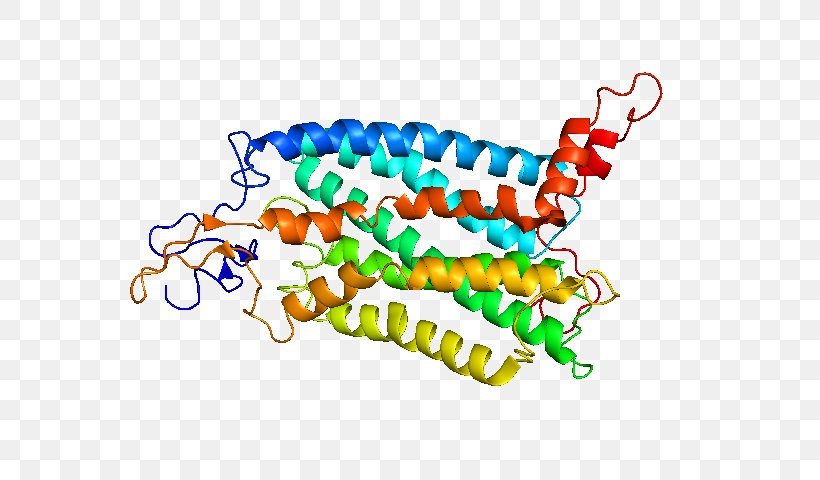 CCR2 CC Chemokine Receptors Monocyte, PNG, 640x480px, Ccr2, Body Jewelry, Cc Chemokine Receptors, Ccr5, Chemokine Download Free