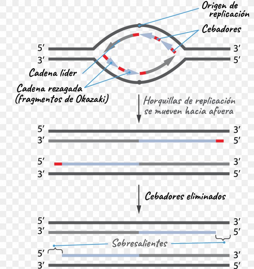 DNA Replication Telomere Origin Of Replication Replication Fork Telomerase, PNG, 1082x1145px, Dna Replication, Area, Biology, Chromosome, Diagram Download Free