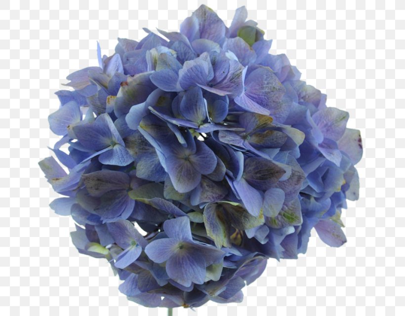 Hydrangea Lavender Flower Blue Purple, PNG, 688x640px, Hydrangea, Artificial Flower, Blue, Cornales, Cut Flowers Download Free