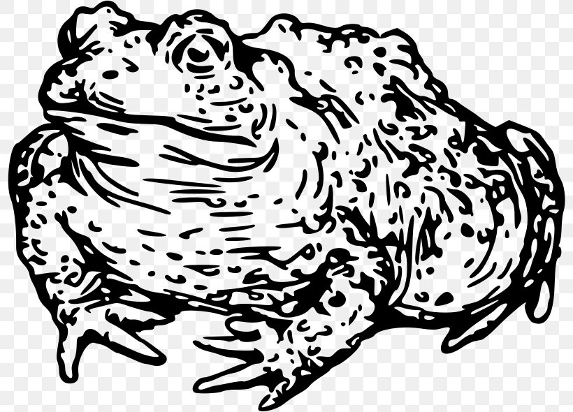 Cat Toad Black And White Frog Clip Art, PNG, 798x590px, Watercolor, Cartoon, Flower, Frame, Heart Download Free