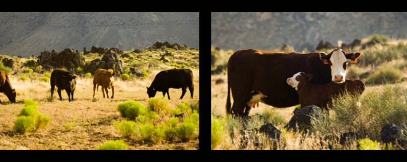 Cattle Ranch Grazing Pasture Bar, PNG, 1500x600px, Cattle, Bar, Boy, Cattle Like Mammal, Fauna Download Free