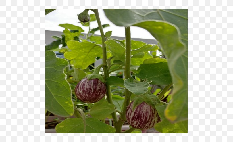 Eggplant Seed Vegetable Hybrid Fruit, PNG, 500x500px, Eggplant, Crop, Flower, Fruit, Genetics Download Free