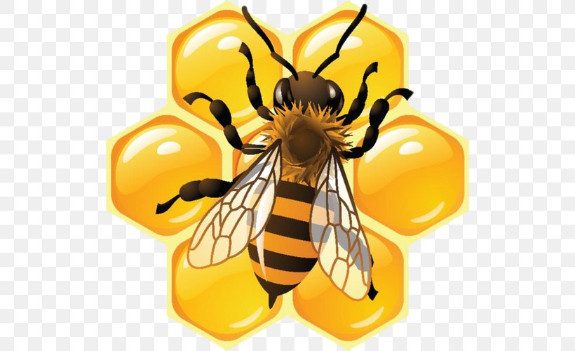 Honey Bee Honeycomb Food, PNG, 520x500px, Bee, Arthropod, Beehive, Beekeeping, Beeswax Download Free