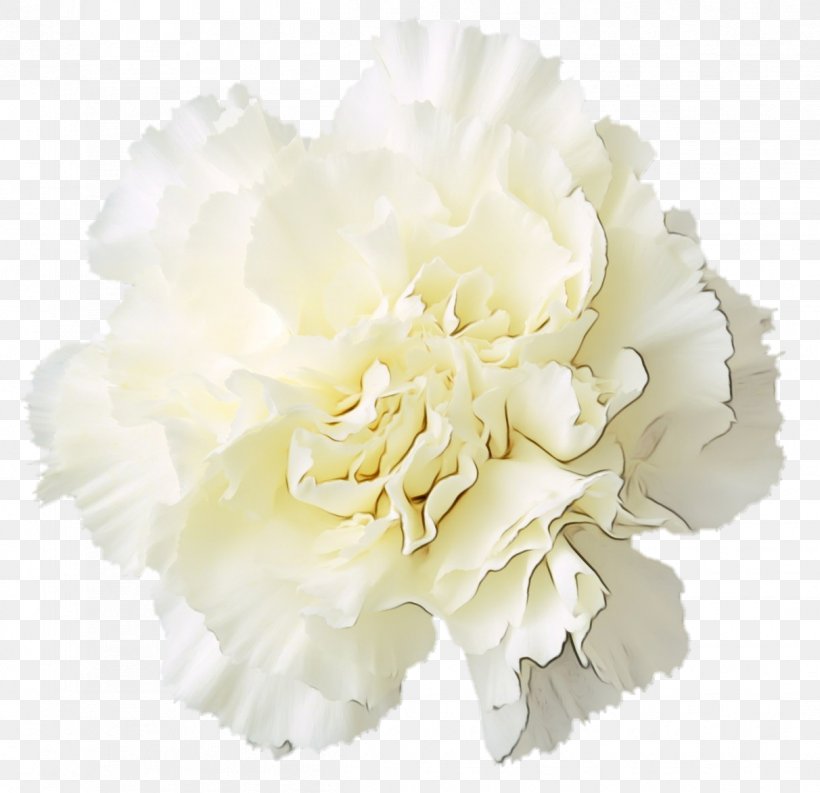 White Flower Cut Flowers Petal Plant, PNG, 1212x1173px, Watercolor, Carnation, Chinese Peony, Common Peony, Cut Flowers Download Free