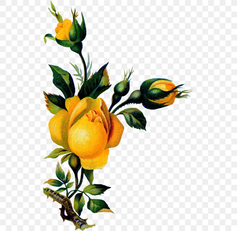 Art Decoupage Floral Design Franciscan Saint Of The Day, PNG, 523x800px, Art, Blog, Branch, Citrus, Cut Flowers Download Free