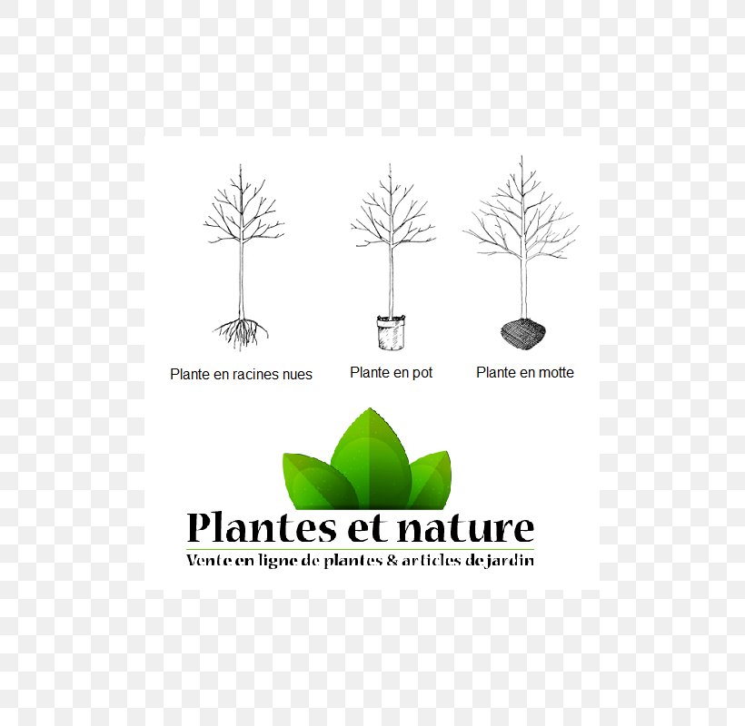 Logo Brand Tree Font Grasses, PNG, 800x800px, Logo, Brand, Diagram, Grass, Grass Family Download Free
