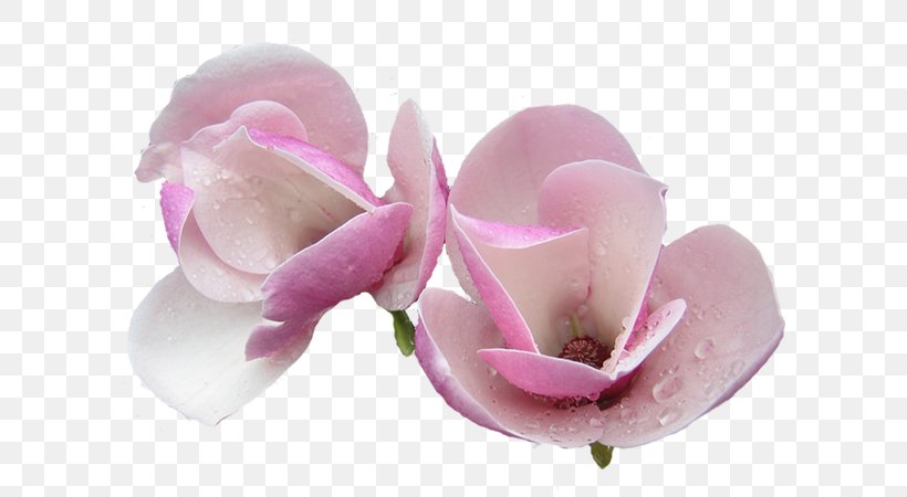 Magnolia Cut Flowers, PNG, 600x450px, Magnolia, Blossom, Cut Flowers, Floral Design, Flower Download Free