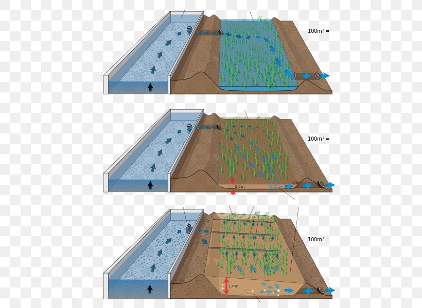 Sewage Treatment Reed Bed Wastewater Pond Biologinen Vedenpuhdistus, PNG, 684x600px, Sewage Treatment, Biologinen Vedenpuhdistus, Biology, Constructed Wetland, Diagram Download Free