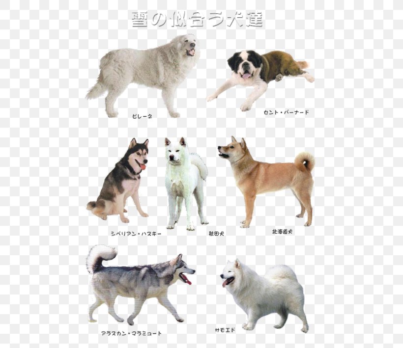 Dog Breed Siberian Husky Greenland Dog Alaskan Malamute Norwegian Elkhound, PNG, 500x709px, Dog Breed, Akita, Akita Inu, Alaskan Husky, Alaskan Malamute Download Free