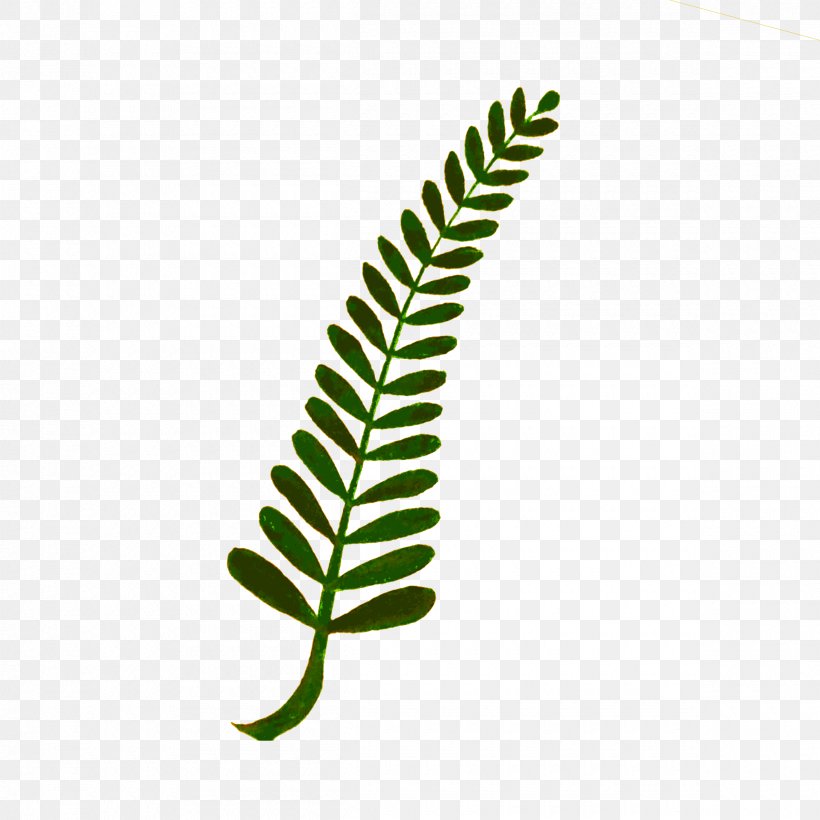 Plant Fern Clip Art, PNG, 2400x2400px, Plant, Drawing, Fern, Grass, Houseplant Download Free