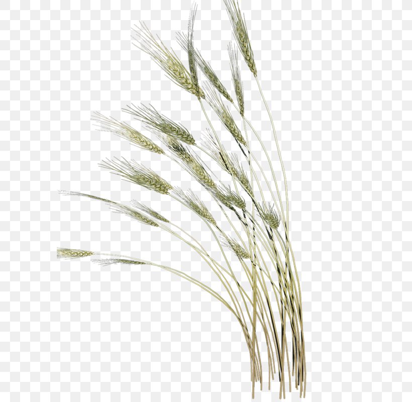 Clip Art, PNG, 593x800px, Grauds, Commodity, Emmer, Food Grain, Grass Download Free