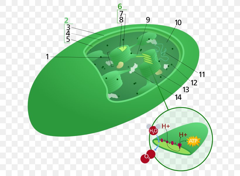 Plant Cell Chloroplast Photosynthesis, PNG, 701x600px, Plant, Biological Pigment, Biology, Cell, Chloroplast Download Free