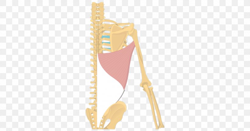 Shoulder Latissimus Dorsi Muscle Origin And Insertion Anatomy, PNG, 1200x630px, Shoulder, Anatomy, Flap, Human Back, Human Body Download Free