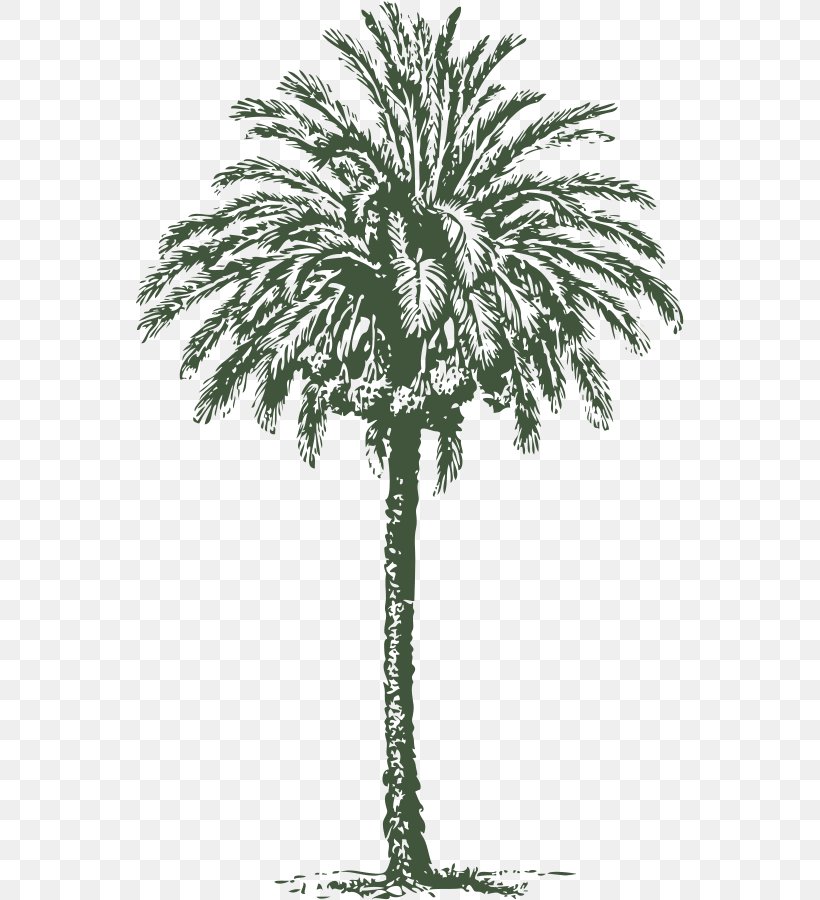 Arecaceae Date Palm Art Clip Art, PNG, 548x900px, Arecaceae, Arecales, Art, Black And White, Borassus Flabellifer Download Free