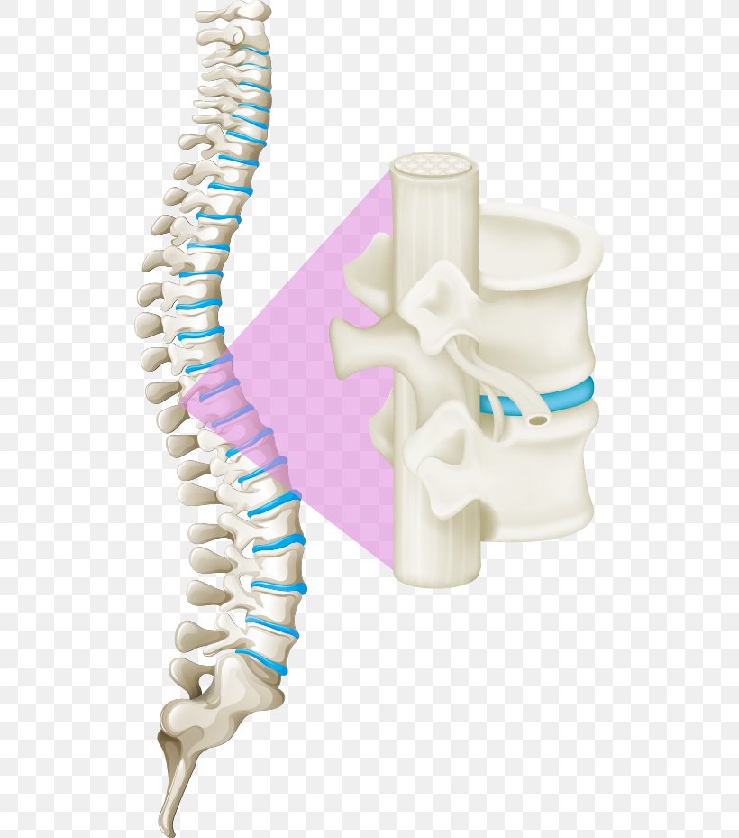 Back Pain Vertebral Column Human Back Spinal Cord, PNG, 521x929px, Vertebral Column, Back Pain, Bone, Diagram, Jaw Download Free