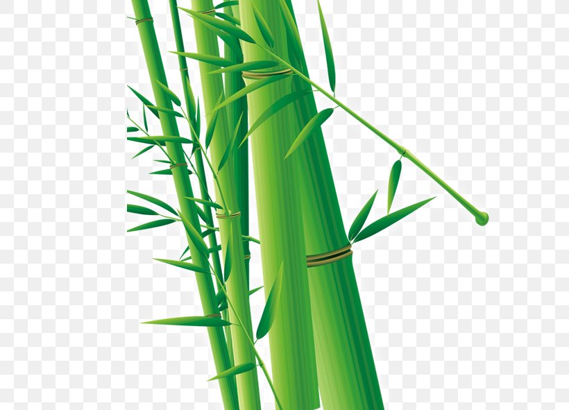 Bamboo Cdr Euclidean Vector, PNG, 591x591px, Bamboo, Cdr, Grass, Grass Family, Plant Stem Download Free