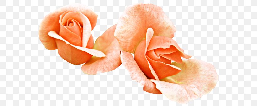 Garden Roses Cut Flowers Petal, PNG, 588x340px, Garden Roses, Close Up, Cut Flowers, Flower, Flowering Plant Download Free