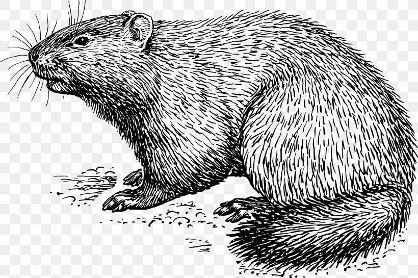 Groundhog Day How Much Wood Would A Woodchuck Chuck Clip Art, PNG, 4000x2663px, Groundhog, Beaver, Black And White, Carnivoran, Domesticated Hedgehog Download Free