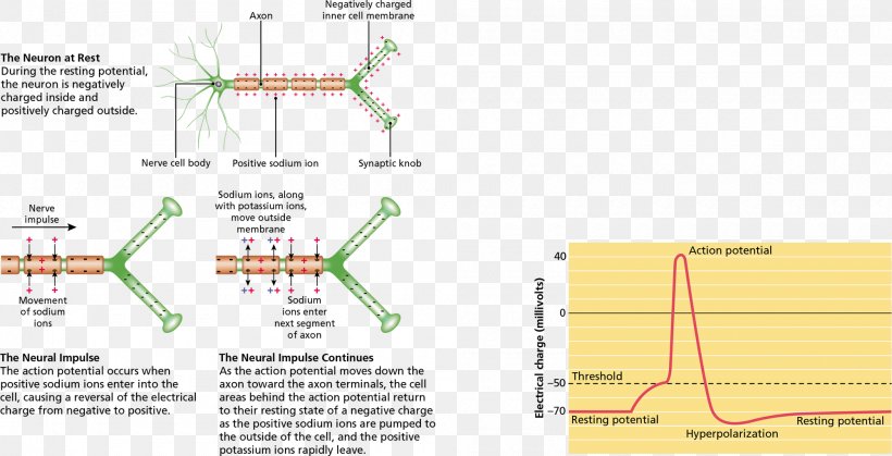 Psychology: An Exploration Neuron Action Potential Axon Electric Charge, PNG, 2000x1023px, Neuron, Action Potential, Area, Axon, Cell Download Free