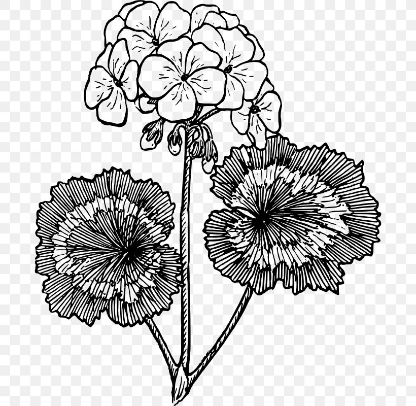 Drawing Crane's-bill Line Art Clip Art, PNG, 684x800px, Drawing, Artwork, Black And White, Chrysanths, Crane Sbill Download Free