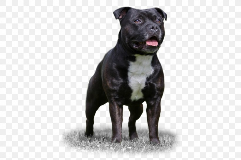 Staffordshire Bull Terrier Dog Breed American Staffordshire Terrier American Pit Bull Terrier, PNG, 1024x683px, Staffordshire Bull Terrier, American Pit Bull Terrier, American Staffordshire Terrier, Breed, Bull Download Free