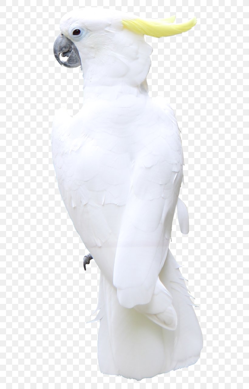 Bird Painting Beak GIF, PNG, 620x1280px, Bird, Advertising, Animal, Beak, Blog Download Free