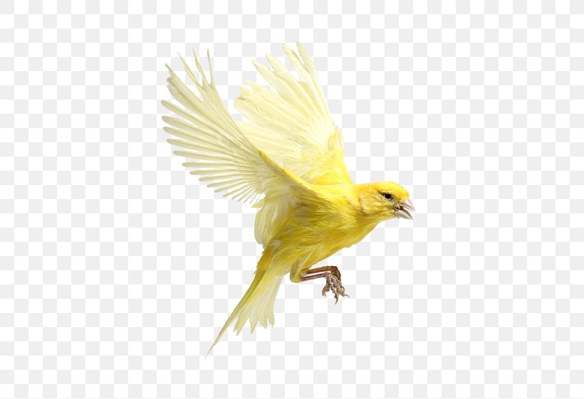 Clip Art Bird Finches Hamster, PNG, 613x561px, Bird, Atlantic Canary, Beak, Canary, Domestic Canary Download Free