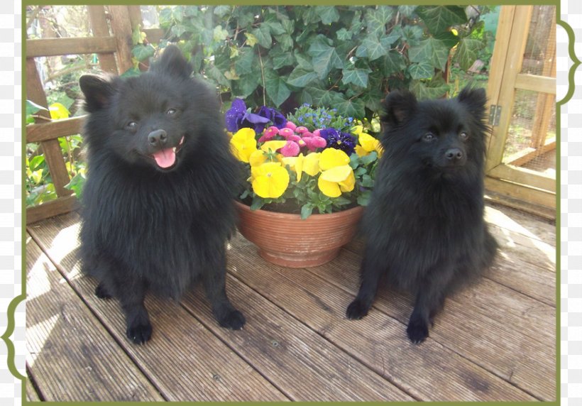 German Spitz Klein German Spitz Mittel Keeshond Pomeranian Schipperke, PNG, 878x613px, 2014, German Spitz Klein, Akita, Breed, Carnivoran Download Free