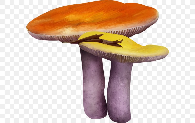 Mushroom Fungus Drawing, PNG, 600x520px, Mushroom, Cartoon, Designer, Drawing, Fungus Download Free