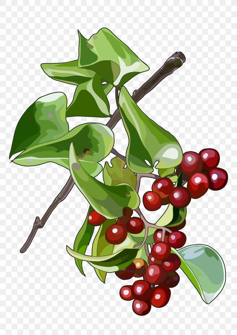 Smilax Aspera Lingonberry Vine Plant Stem, PNG, 2480x3508px, Smilax Aspera, Aquifoliaceae, Aquifoliales, Berry, Cherry Download Free