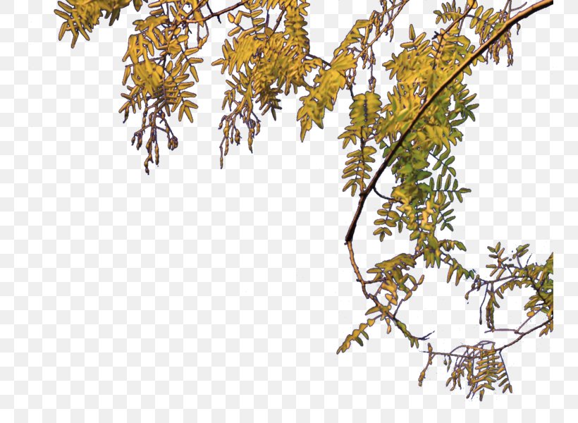 Twig Tree, PNG, 750x600px, Twig, Arecaceae, Branch, Digital Image, Flora Download Free