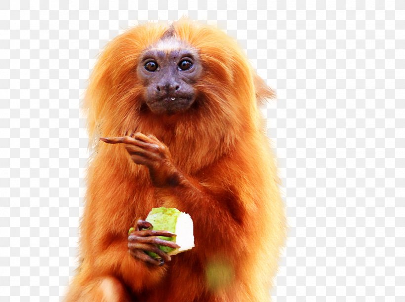 Golden Lion Tamarin Golden-headed Lion Tamarin Black Lion Tamarin Pied Tamarin Primate, PNG, 1339x1000px, Golden Lion Tamarin, Bald Uakari, Black Lion Tamarin, Cottontop Tamarin, Eating Download Free