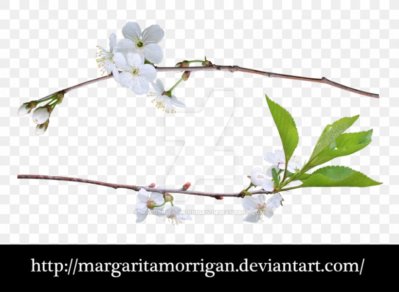 Liana Clip Art Plants Tree, PNG, 900x659px, Liana, Blog, Blossom, Branch, Cherry Blossom Download Free