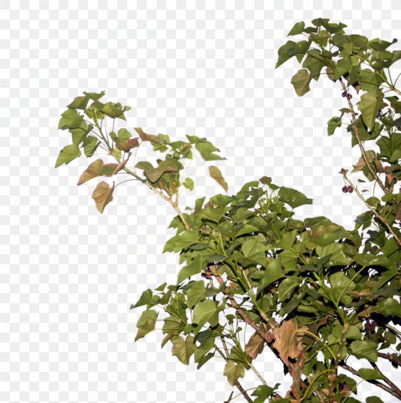 Twig Tree Computer File, PNG, 891x896px, Twig, Branch, Deviantart, Houseplant, Leaf Download Free