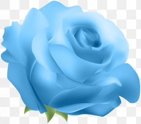 Flower Meaning Blue Rose German Chamomile Rosa Gallica, PNG ...