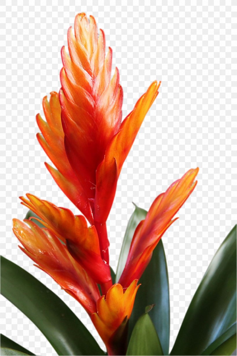 Bromelia Flower Plant Stem Petal, PNG, 853x1280px, Bromelia, Bromeliaceae, Bromeliads, Bud, Canna Family Download Free