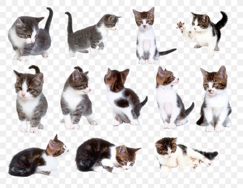 Cat Kitten Pet Clip Art, PNG, 1600x1236px, Cat, Ansichtkaart, Carnivora, Carnivoran, Cat Like Mammal Download Free