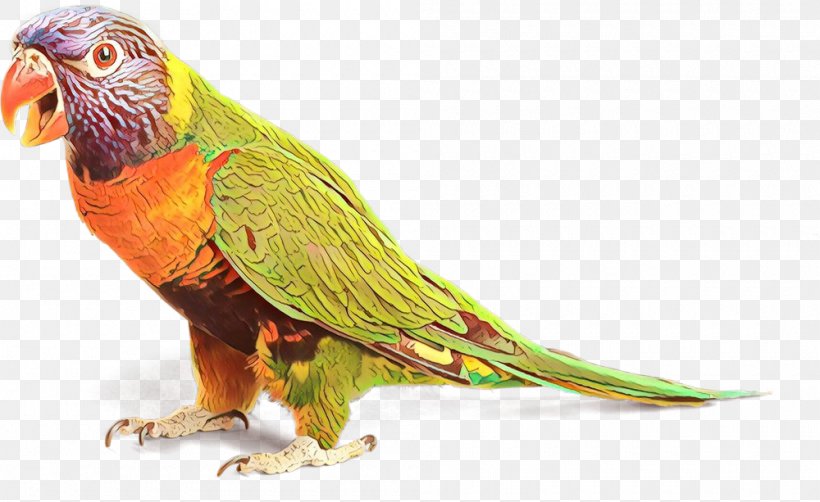 Macaw Loriini Parakeet Beak Feather, PNG, 1000x613px, Macaw, Adaptation, Beak, Bird, Budgie Download Free