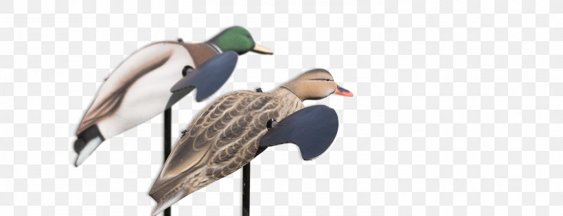 Mallard Duck Decoy Duck Decoy Goose, PNG, 1500x577px, Mallard, Animal, Animal Figure, Anseriformes, Beak Download Free