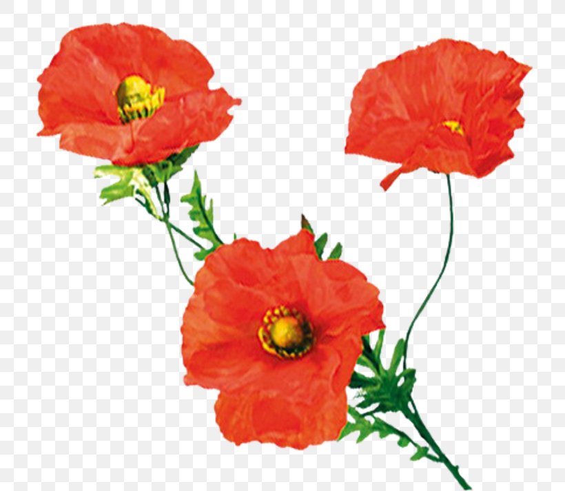 Wildflower Common Poppy Clip Art, PNG, 800x713px, Flower, Annual Plant, Author, Common Poppy, Coquelicot Download Free