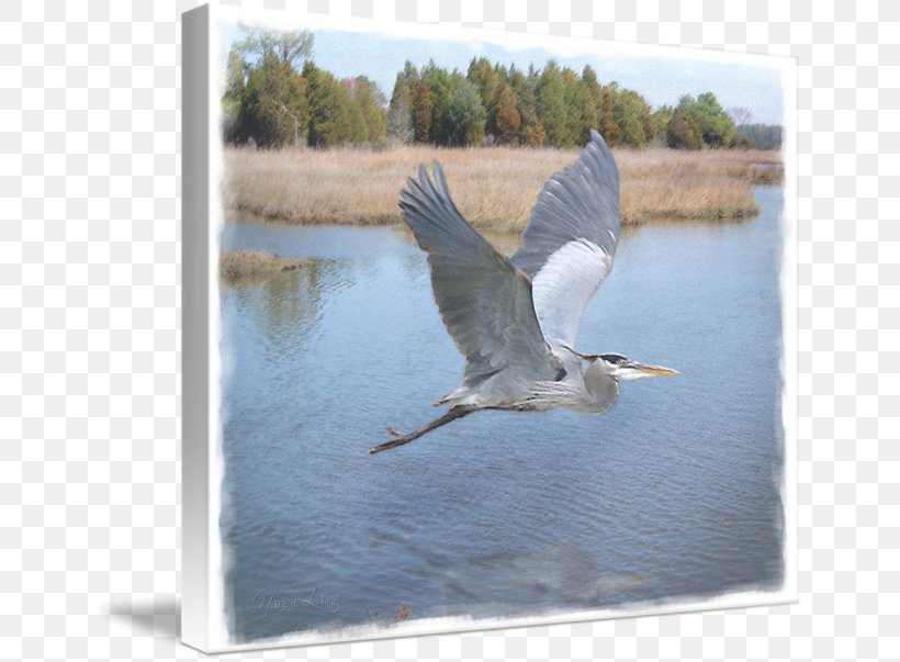 Bird Heron Crane Cygnini Beak, PNG, 650x603px, Bird, Beak, Canvas, Crane, Crane Like Bird Download Free