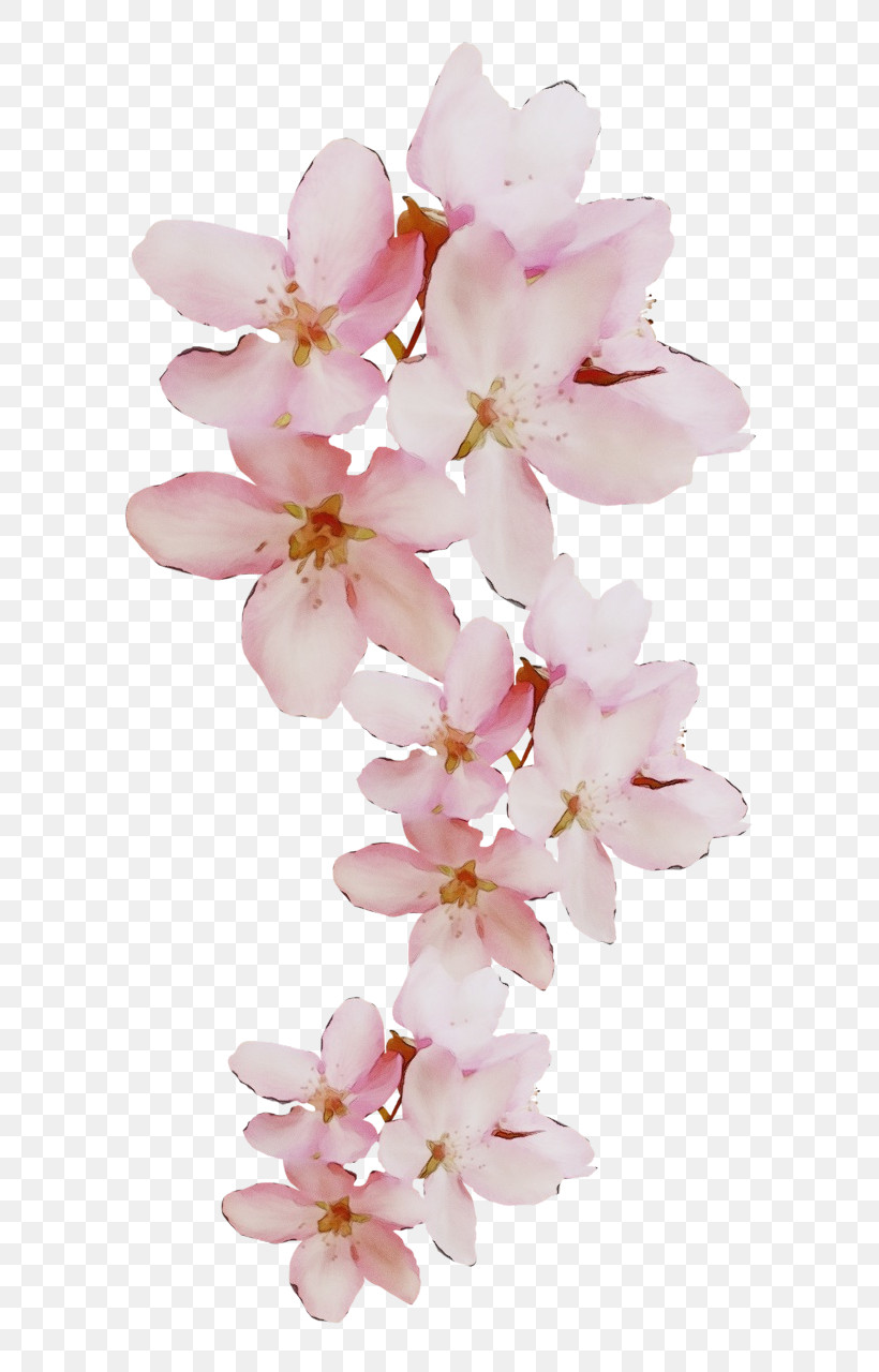 Cherry Blossom, PNG, 638x1280px, Watercolor, Biology, Blossom, Cherry, Cherry Blossom Download Free