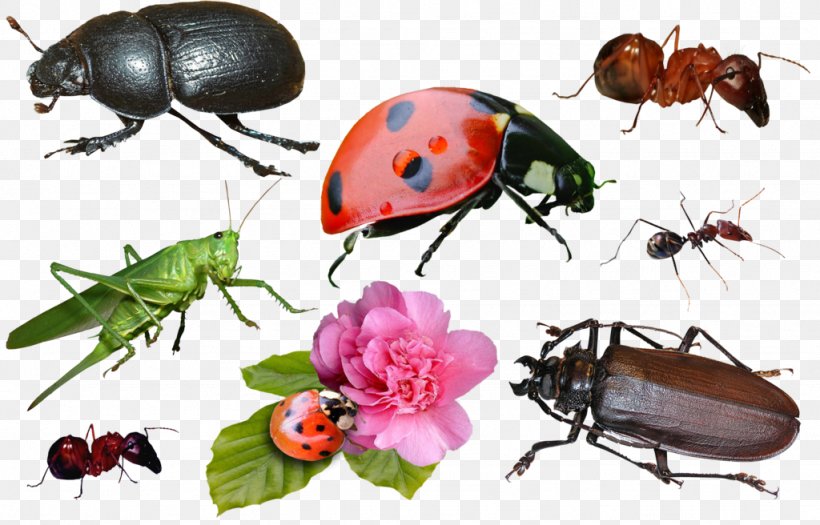 DeviantArt Insect Weevil, PNG, 1024x656px, Deviantart, Art, Arthropod, Artist, Beetle Download Free